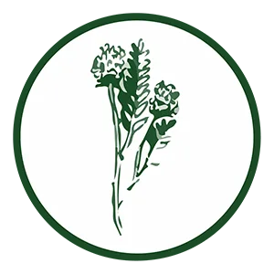 CorsyMAX12x: Aumenta la Tua Energia e Resistenza Naturale! 15 astragalus