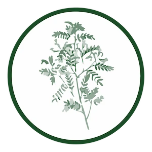 Vitamina C e D + Quercetina: Protezione e Vitalitá 7 Sophora Japonica aka Quercetina